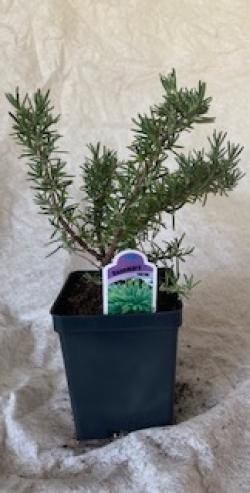 What Rosemary Varieties Survive in Southern California? – Black Gold